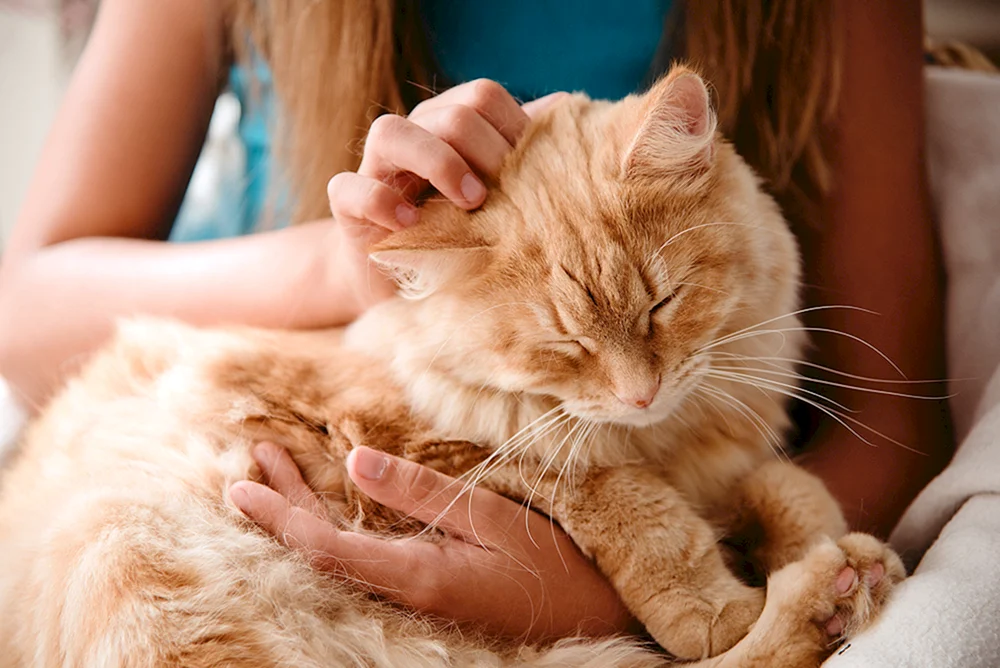 Katze im Arm