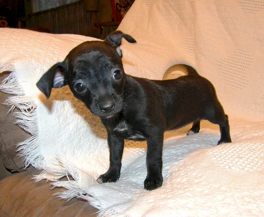 Glatthaariger Schwarzer Terrier