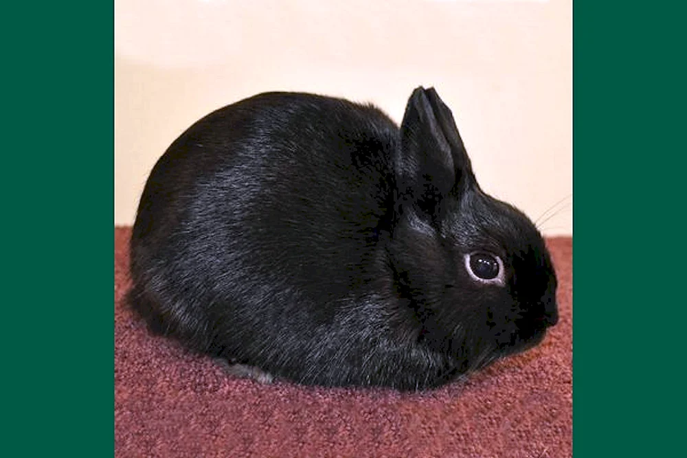 Glatthaar-Zwergkaninchen Buffy