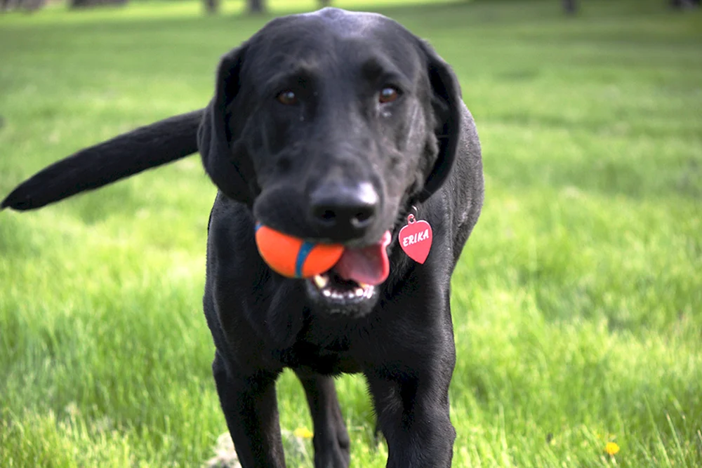 Labrador Retriever glatt