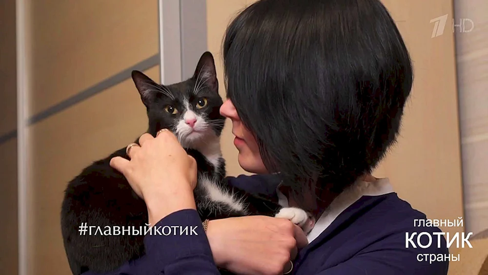 Sphinx Katzenfrisuren