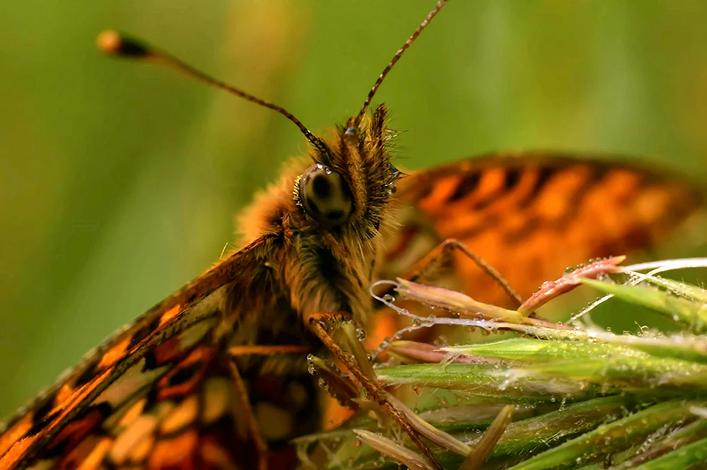 Schokoladenauge und Tagpfauenauge