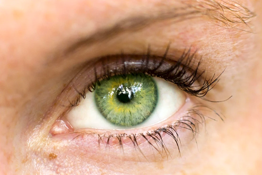 Hazel Grüne Augen