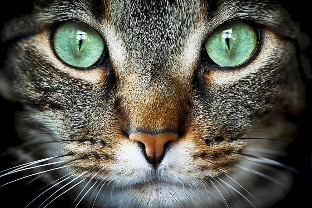 Abyssinerkatze gestreift