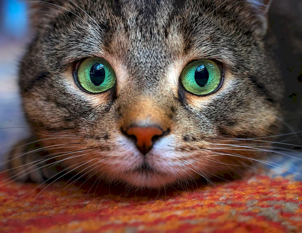 Schöne Katzengesichter