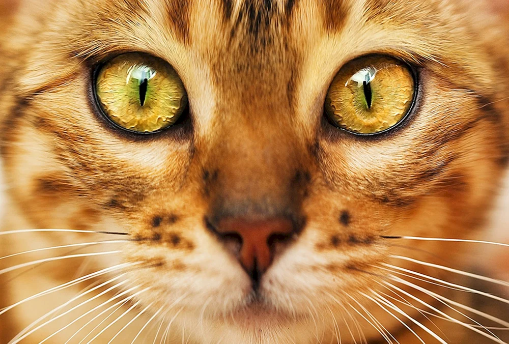 Katzengesicht