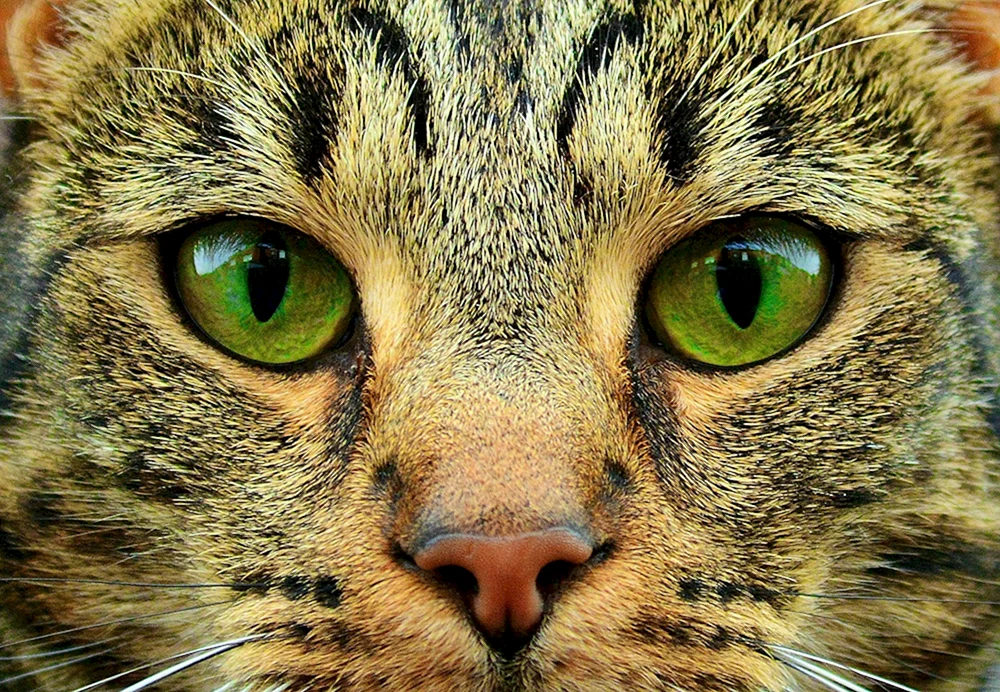 Katzengesicht