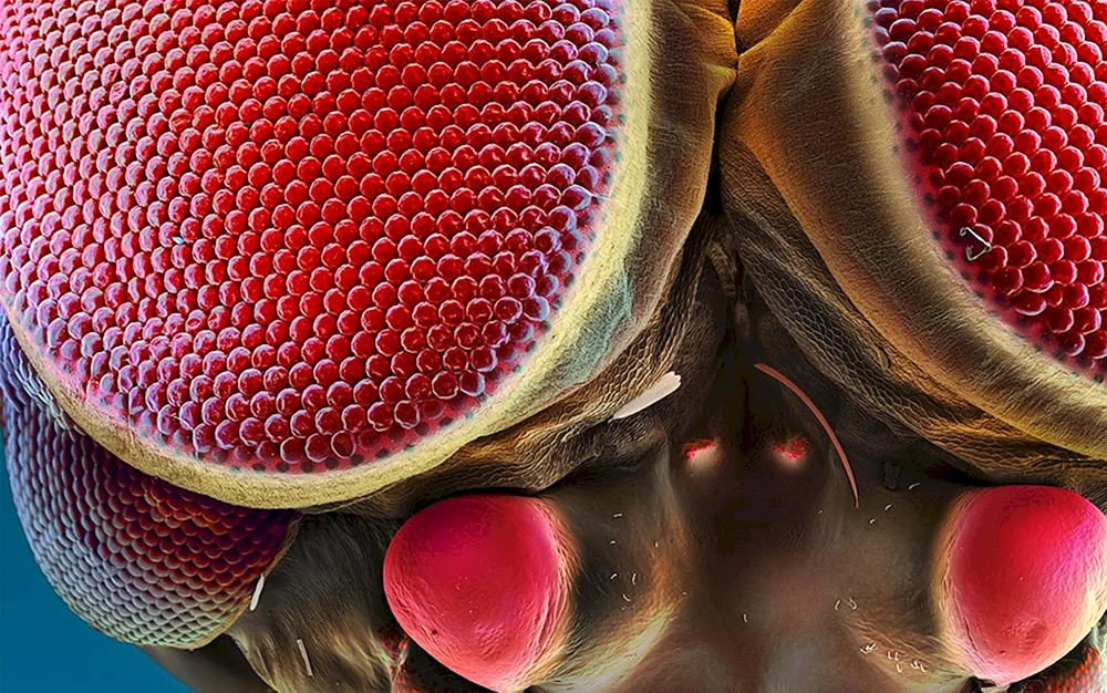 Insektenaugen Mikroskop