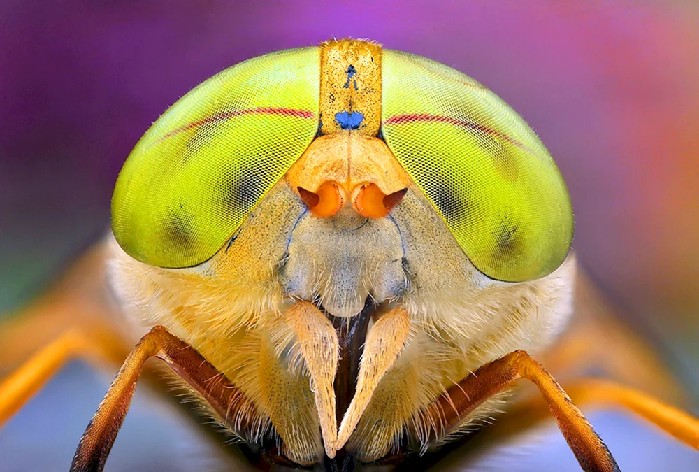 Insektenaugen