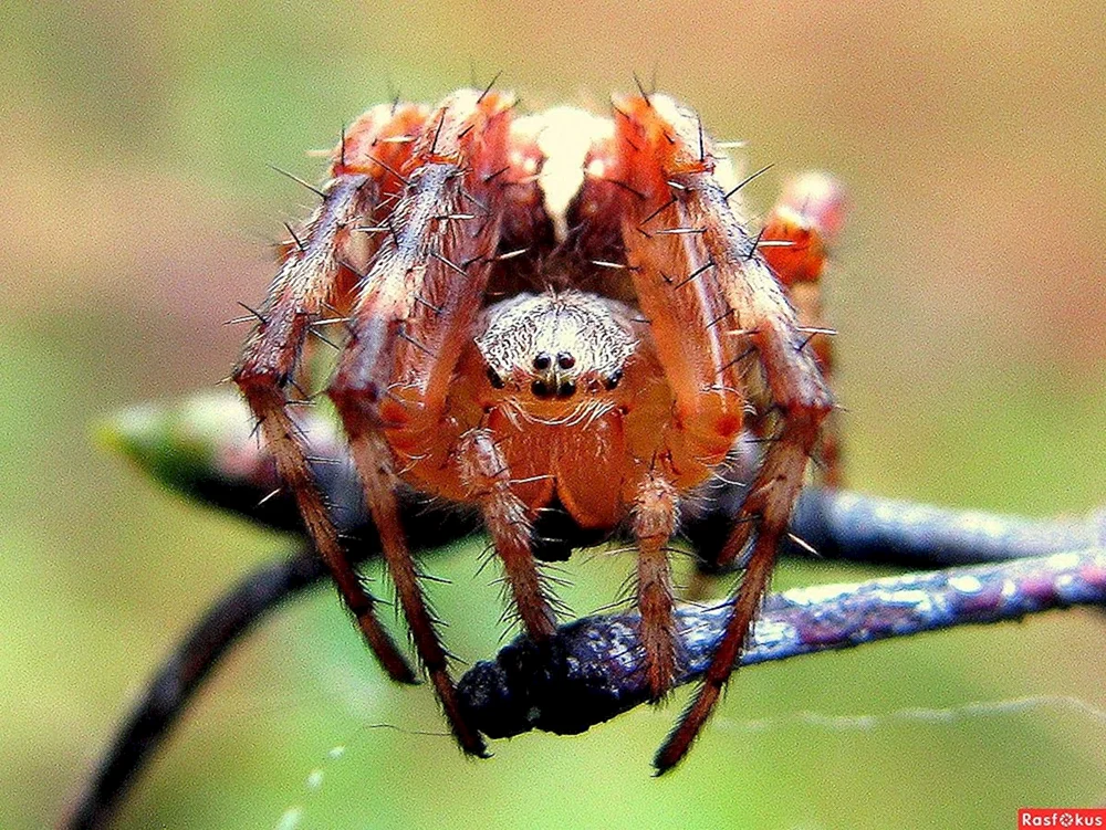 Augen der Heumacherspinne