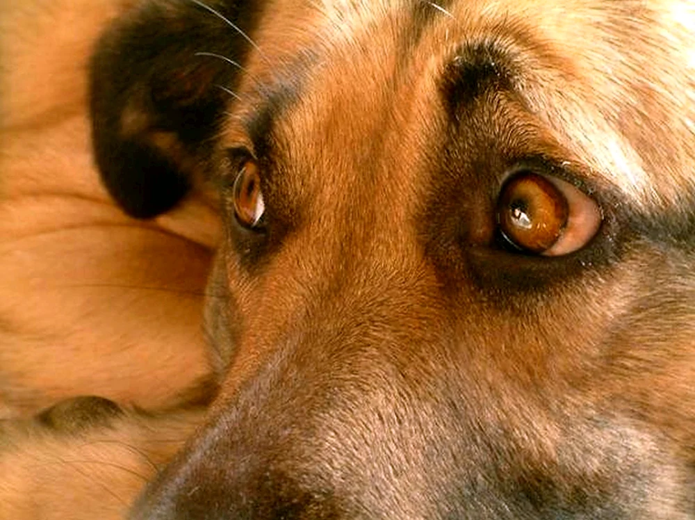 Graue Hundeaugen