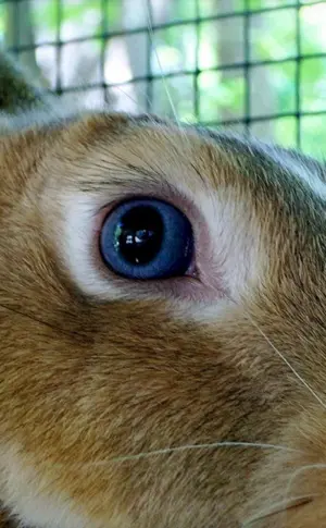 Hasenaugen