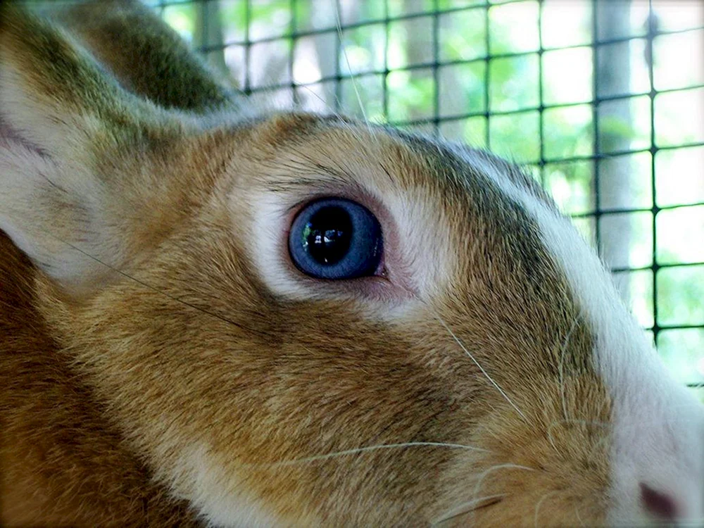 Hasenaugen