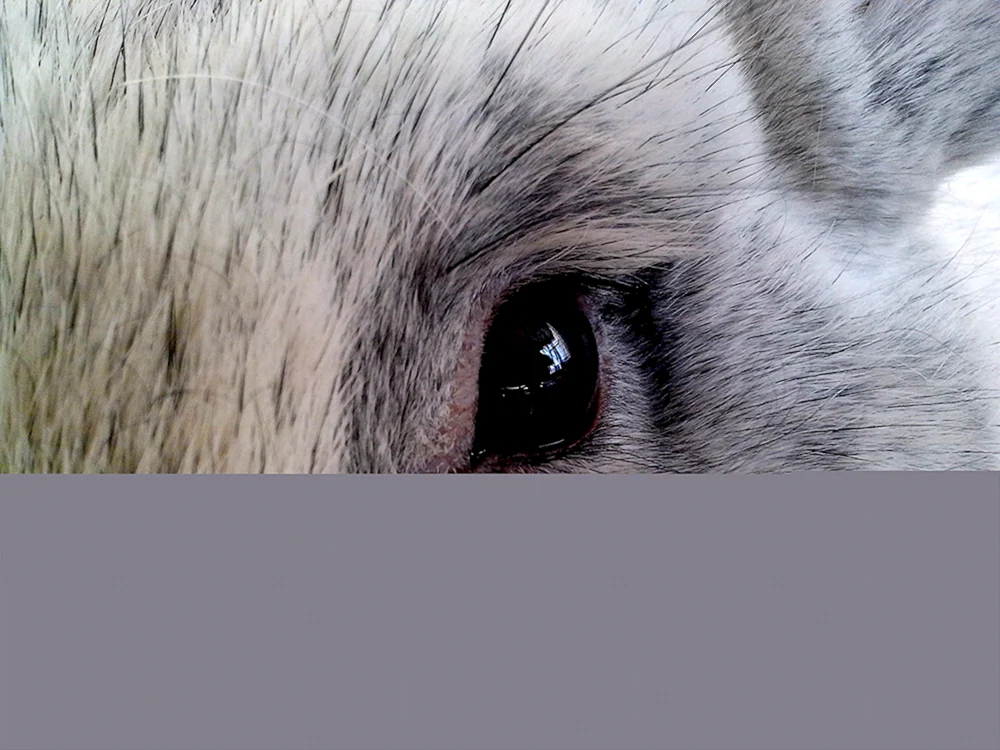Heterochromie bei Kaninchenaugen