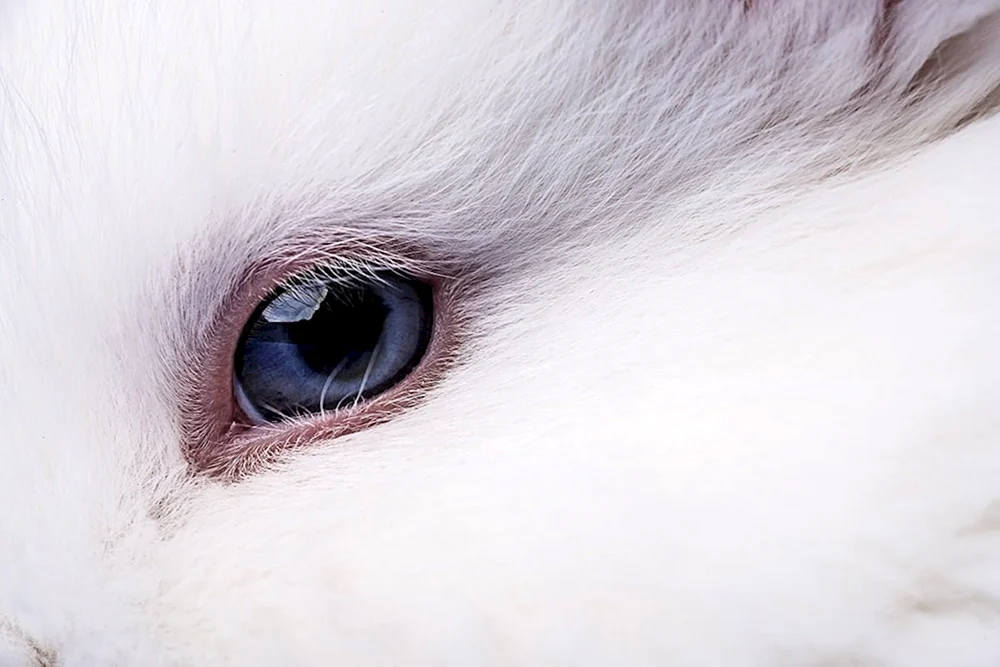 Hasenaugen