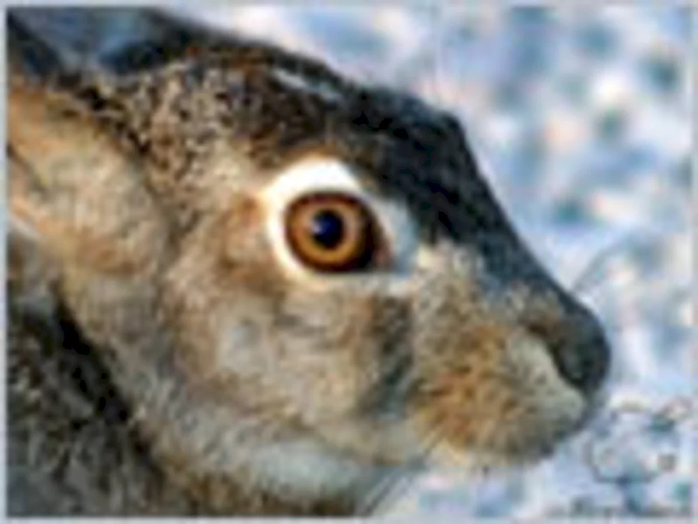 Hasenaugen