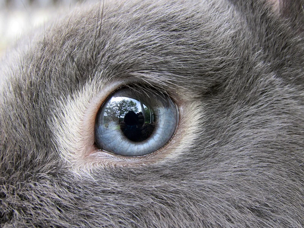Augen von Tieren
