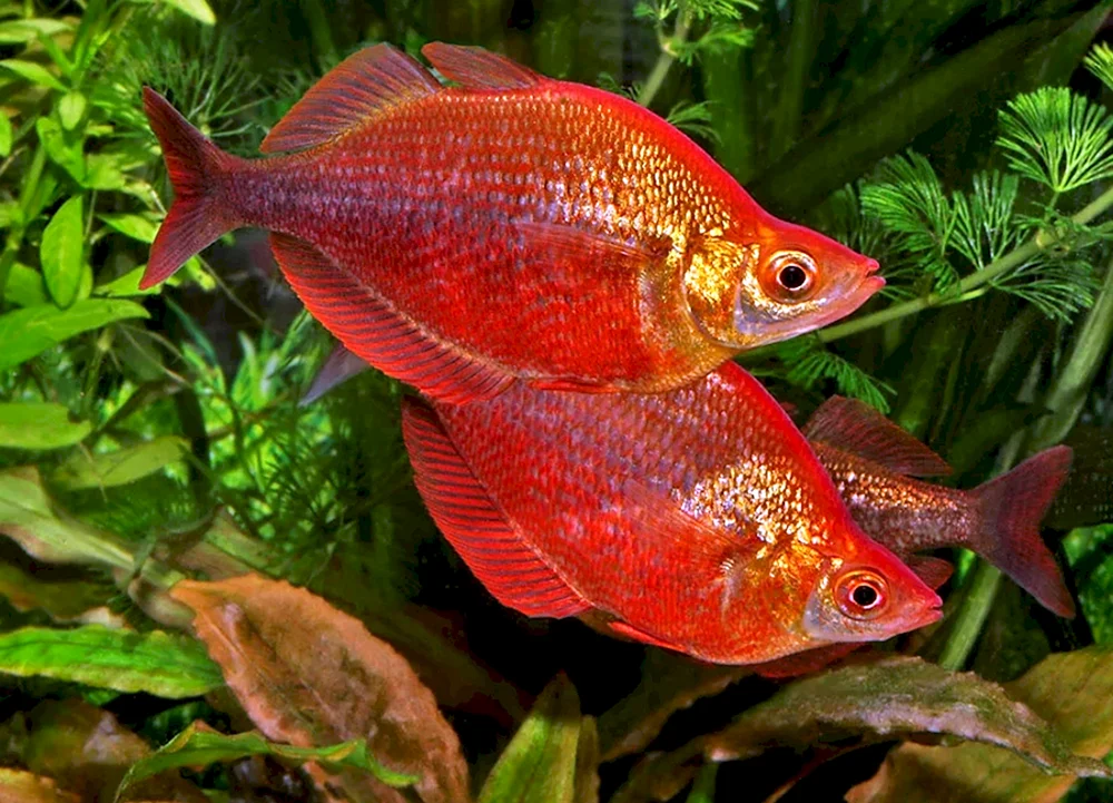 Glossolepis rot