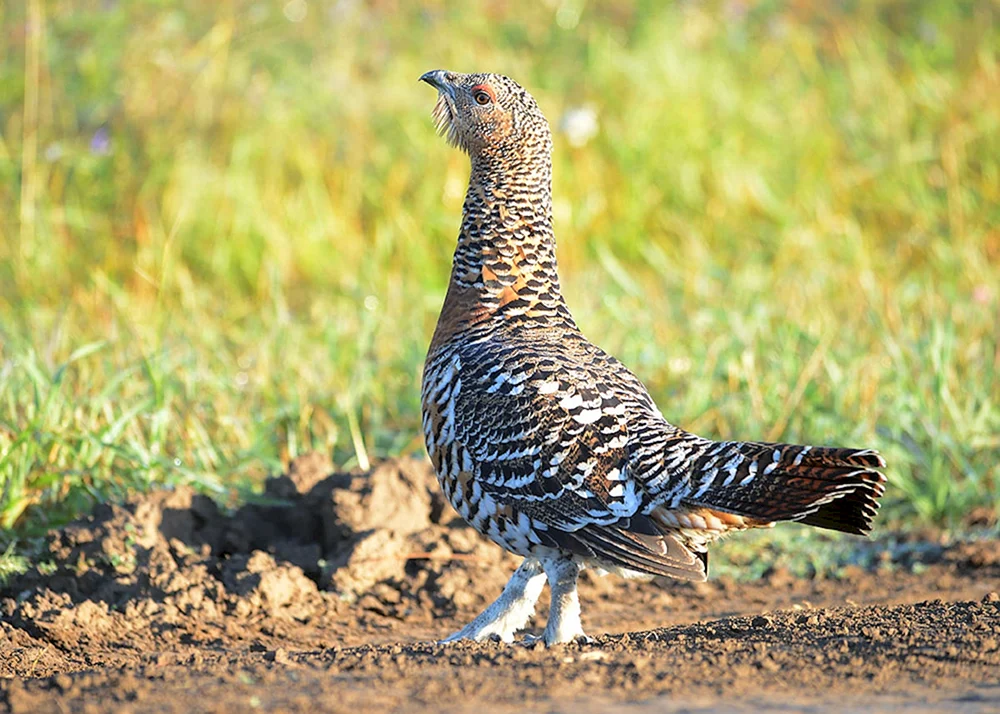 Finkenvogel. weiblich
