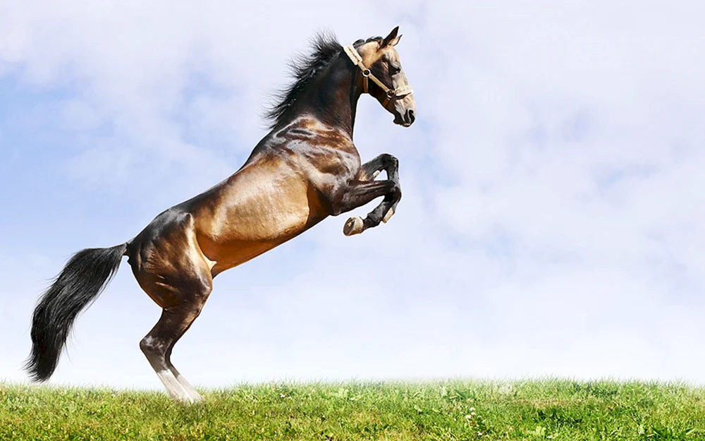 Fusaichi Pegasus Pferd