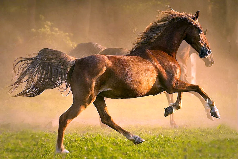 Araber Mustang Araberpferd