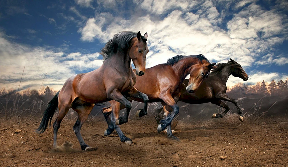 Araber Mustang Araberpferd
