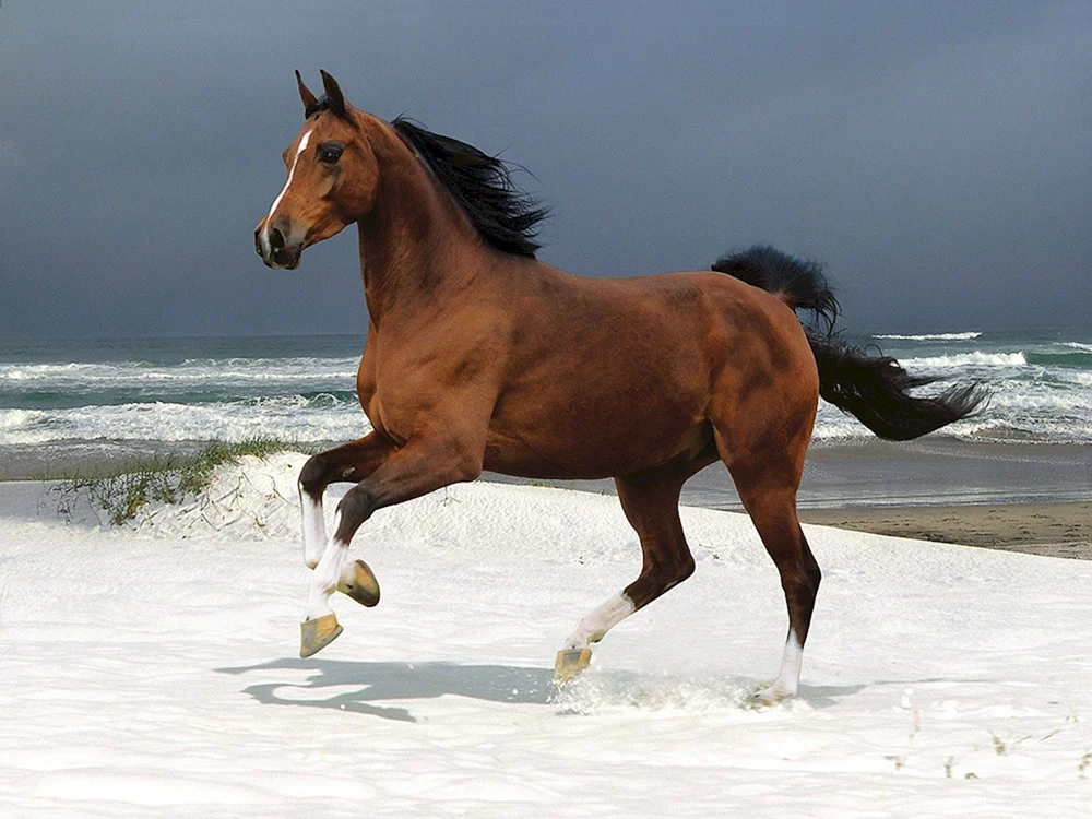 Camargue Pferde Frankreich