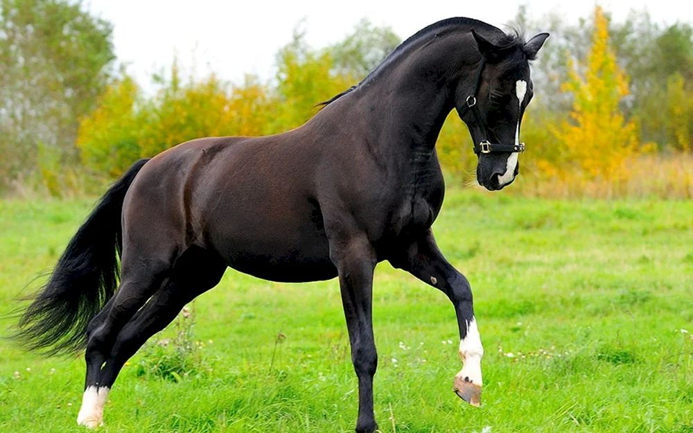 Mustang Pferderasse