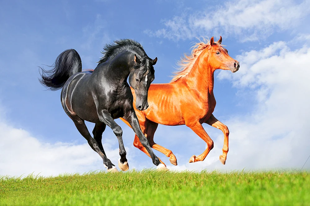 Mustang Pferderasse