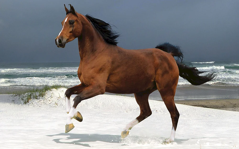 Mustang Pferderasse