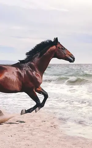 Kastanien-MustangKastanien-MustangKastanien-MustangKastanien-MustangKastanien-MustangKastanien-MustangKastanien-MustangKastanien-MustangKastanien-MustangKastanien-MustangKastanien-MustangKastanien-Mustang Crow