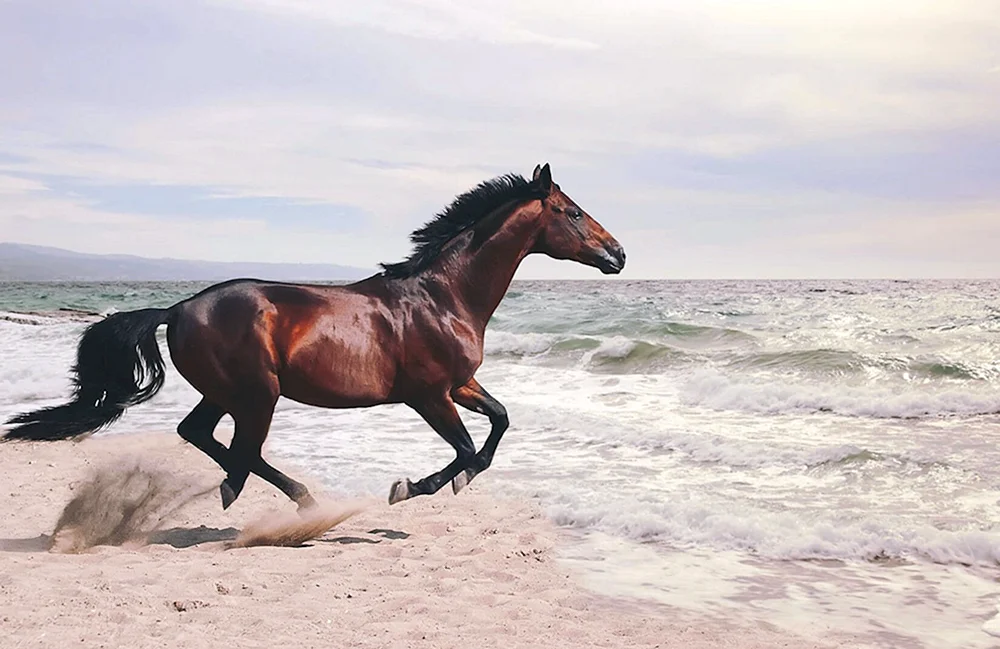 Kastanien-MustangKastanien-MustangKastanien-MustangKastanien-MustangKastanien-MustangKastanien-MustangKastanien-MustangKastanien-MustangKastanien-MustangKastanien-MustangKastanien-MustangKastanien-Mustang Crow