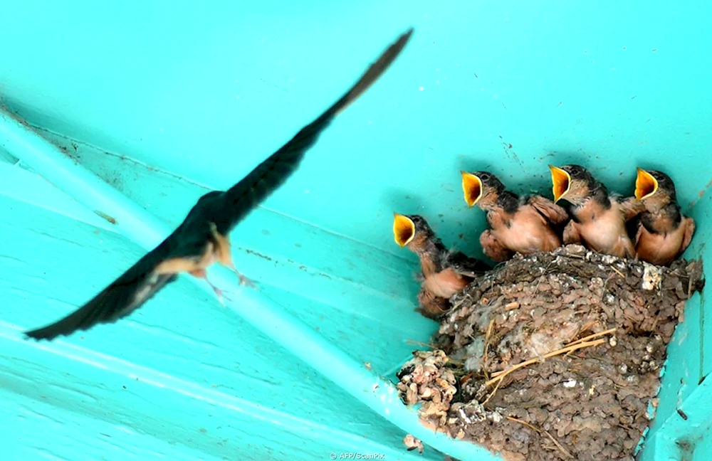 Schwalbennest unter dem Dach