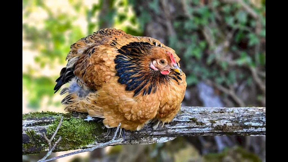 Nest Wildes Bankiwka-Huhn