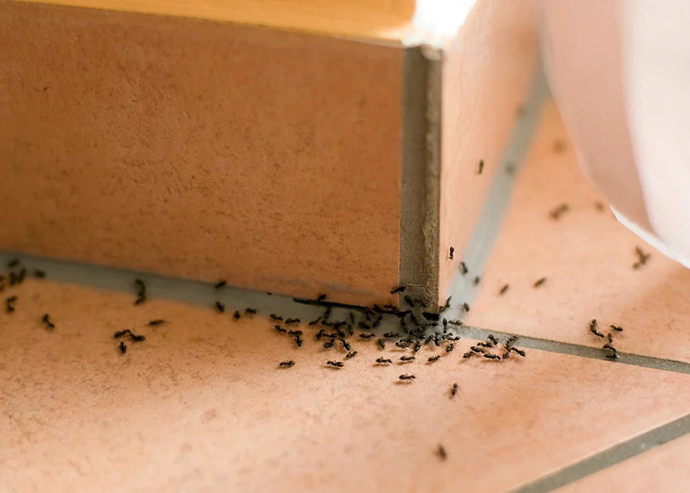 Haushaltsschädlinge Insekten