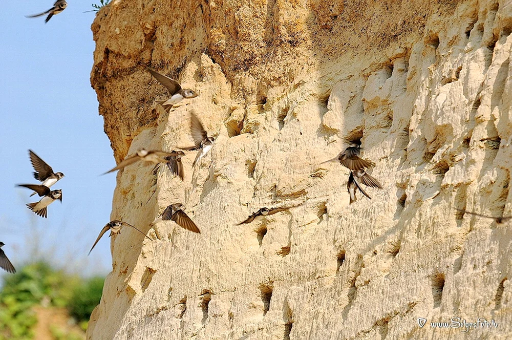 Schwalbennest mit Schwalben