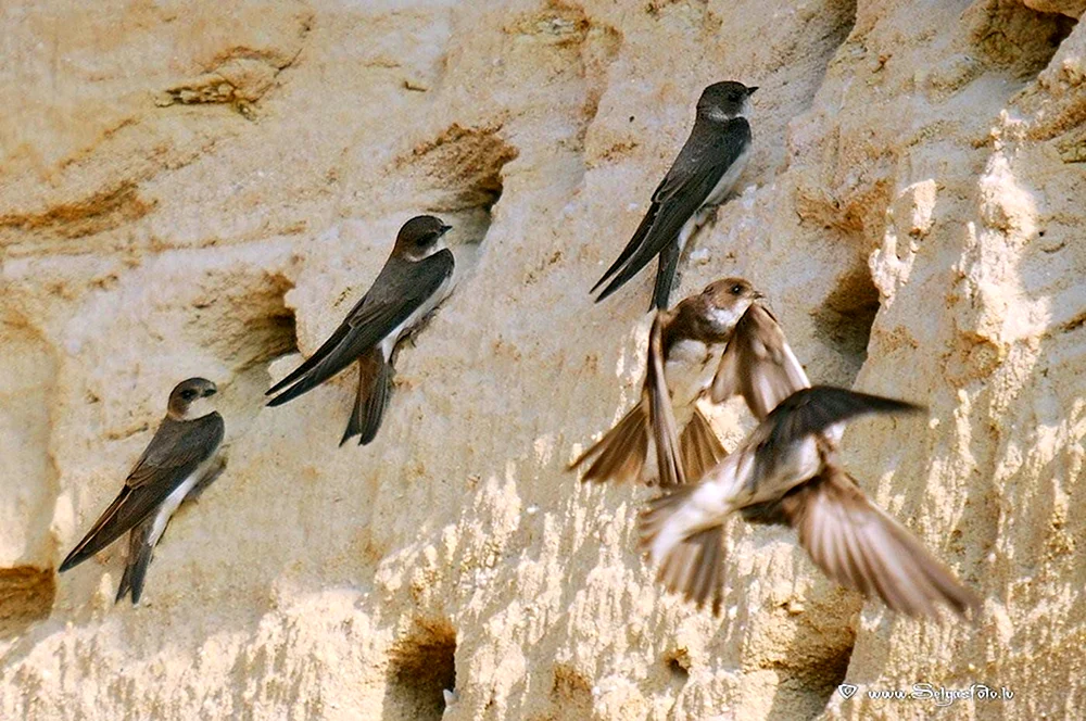 Schwalbennest Birkennest