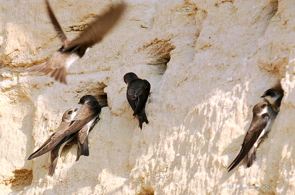 Birderschwalbennest