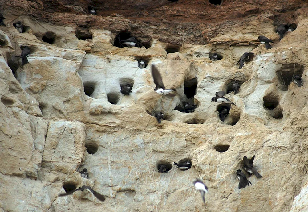Birderschwalbennest mit Küken