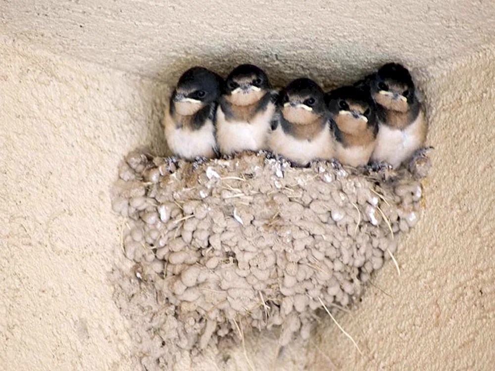 Birderschwalbennest