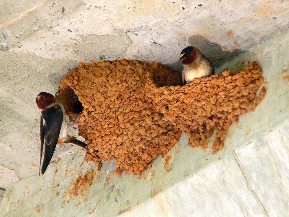 Birderschwalbennest