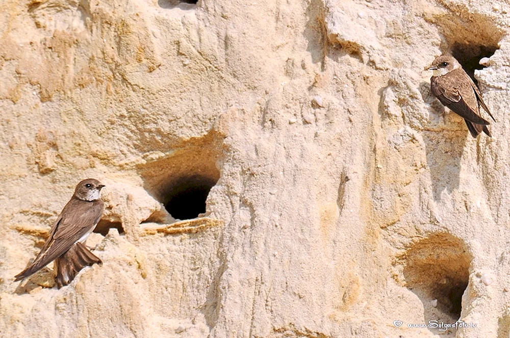 Birderschwalbennest