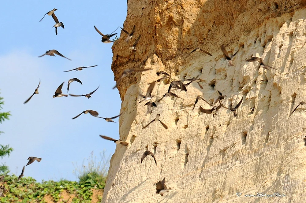 Birderschwalbennest