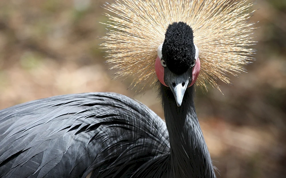 Vogel mit einem Kopf