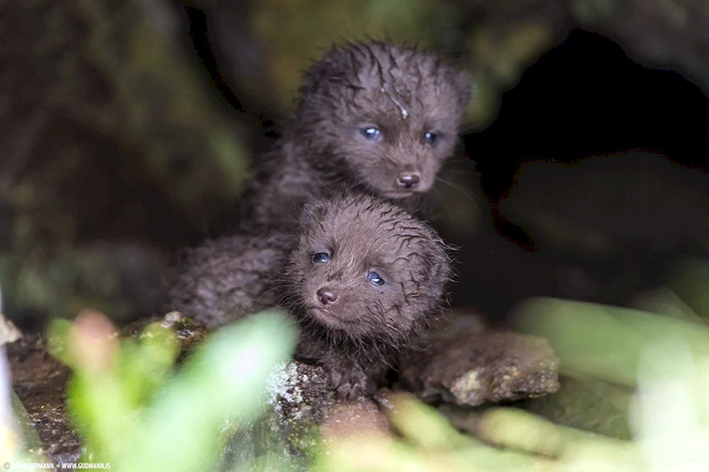 Die unbekanntesten Tiere