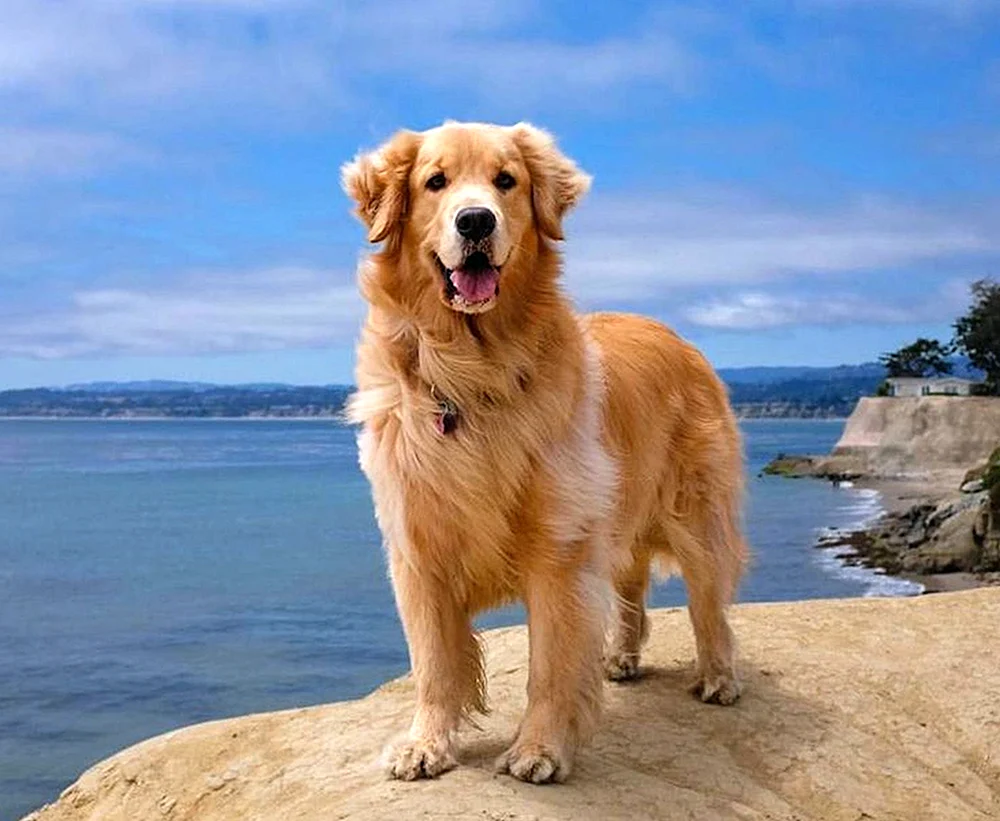 Goldener Labrador Retriever