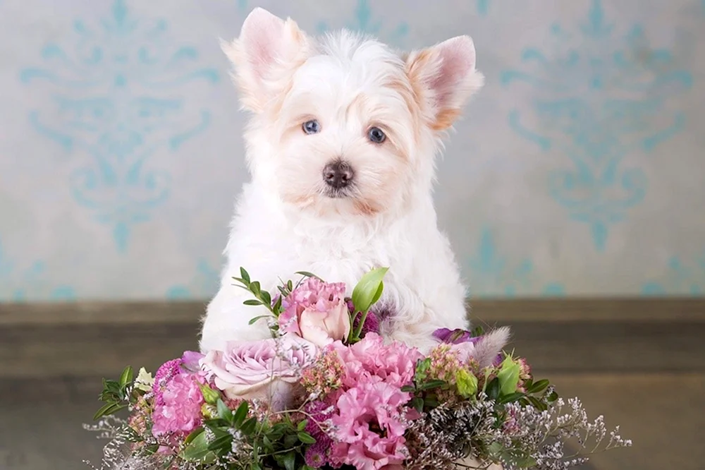 Golden Terrier
