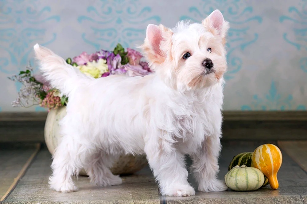 West Highland Terrier