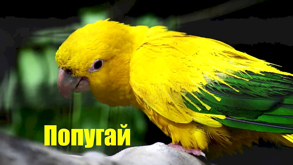 Aratinga hendaiya-Papagei