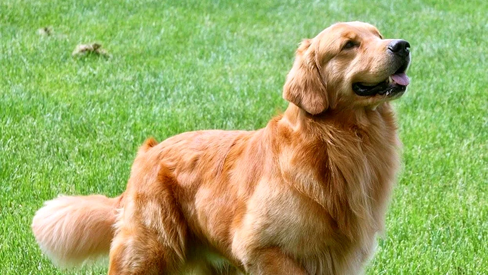Golden Retriever